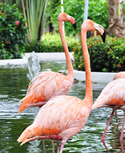 Le Flamingo Garden